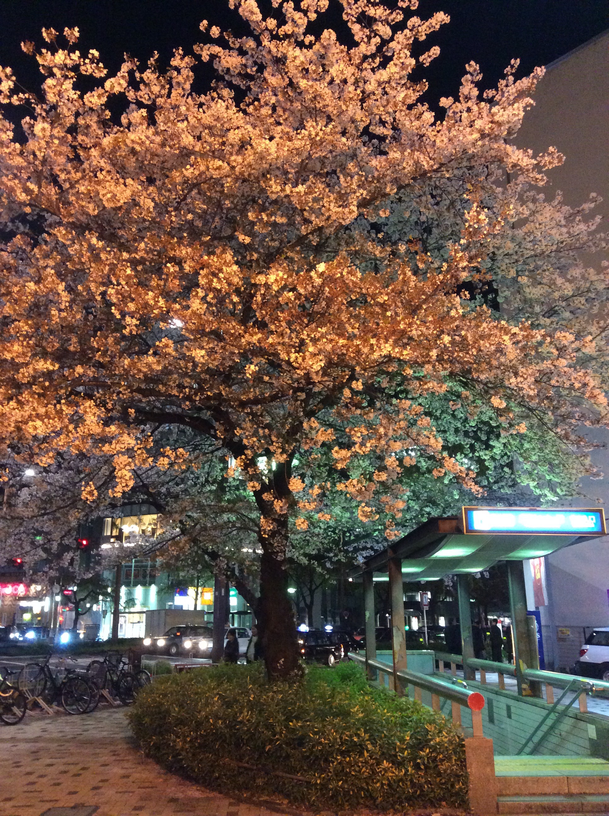 名古屋駅前桜が綺麗です