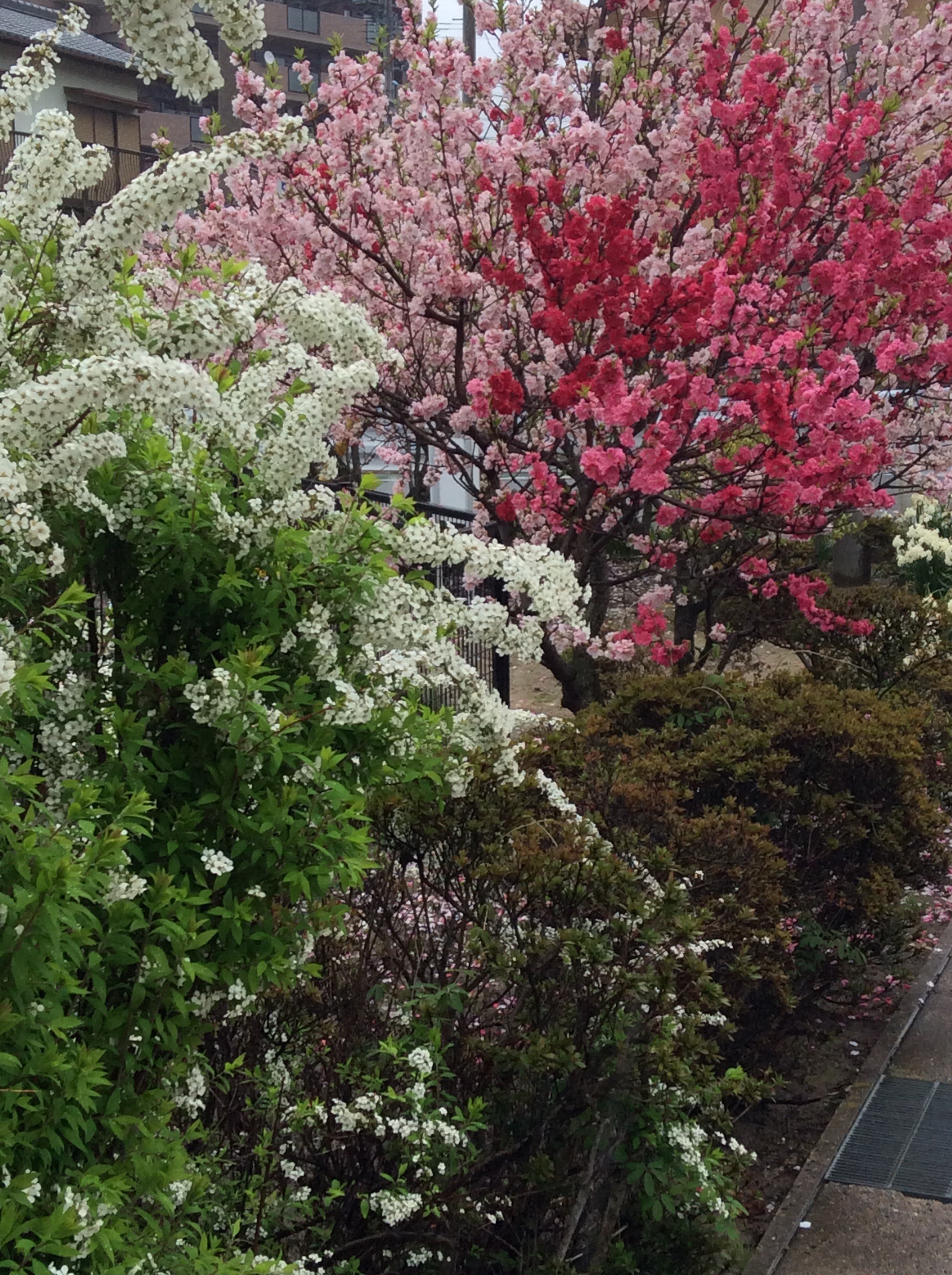 春の香り〜花桃