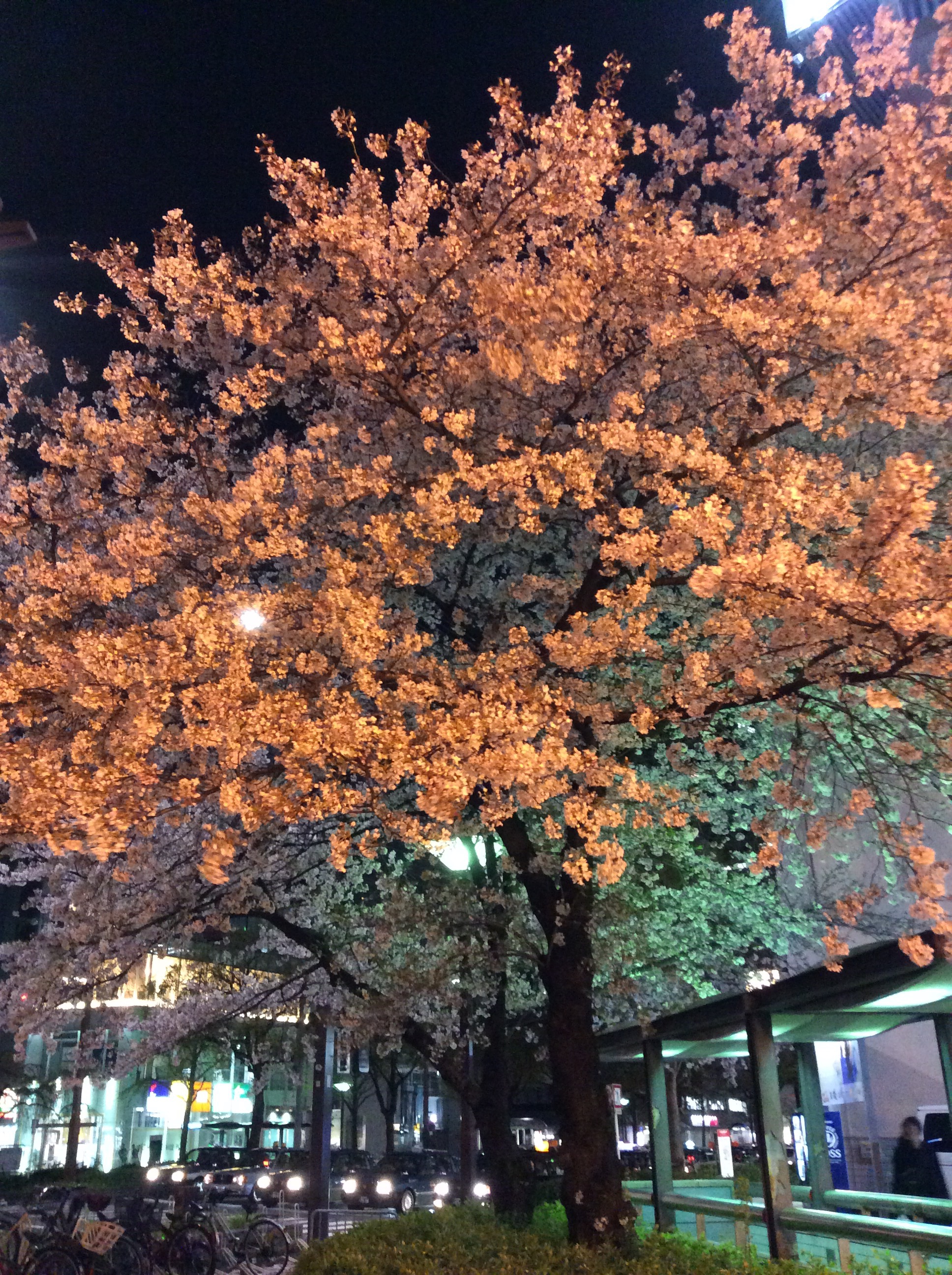 夜桜ー☆