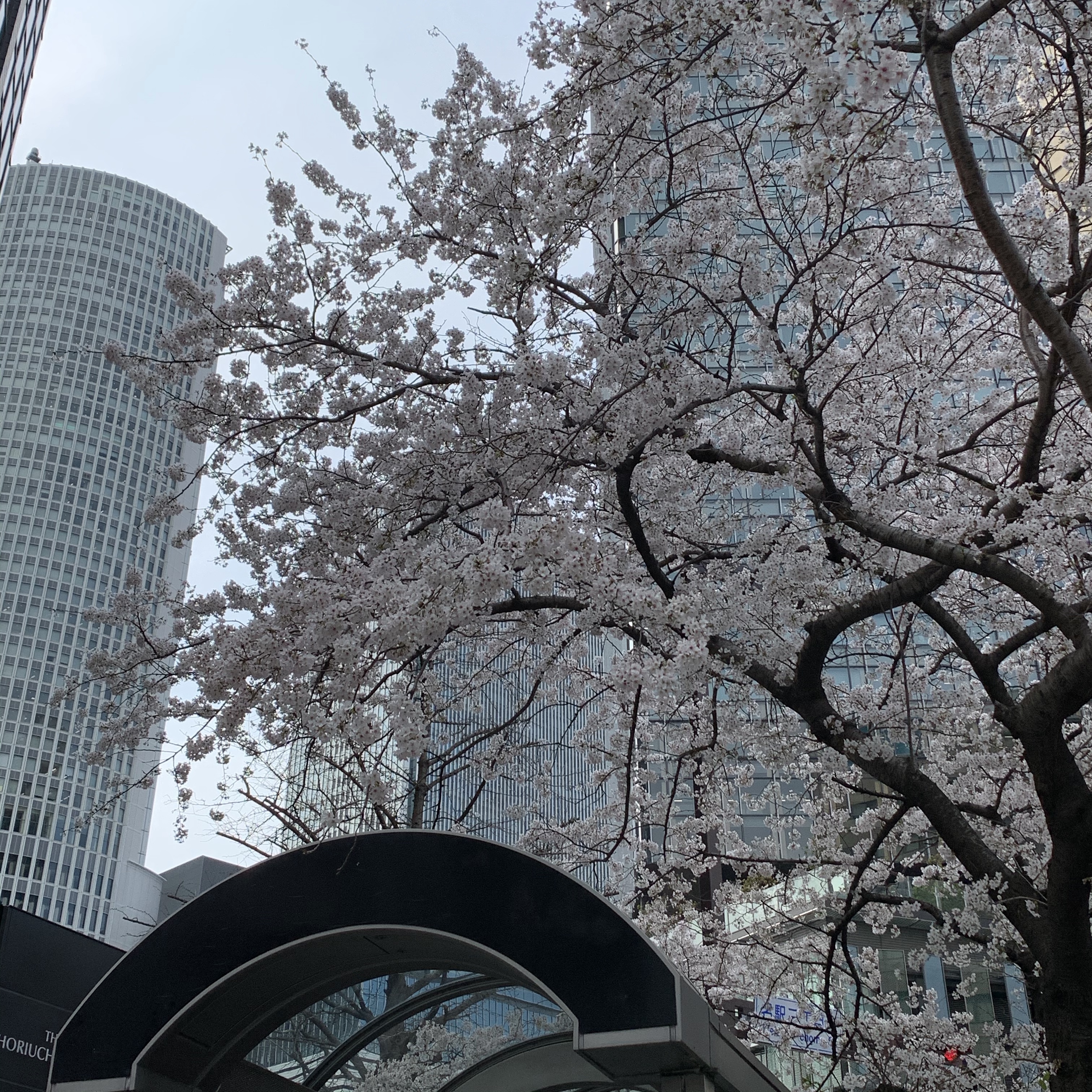 名古屋駅前の桜
