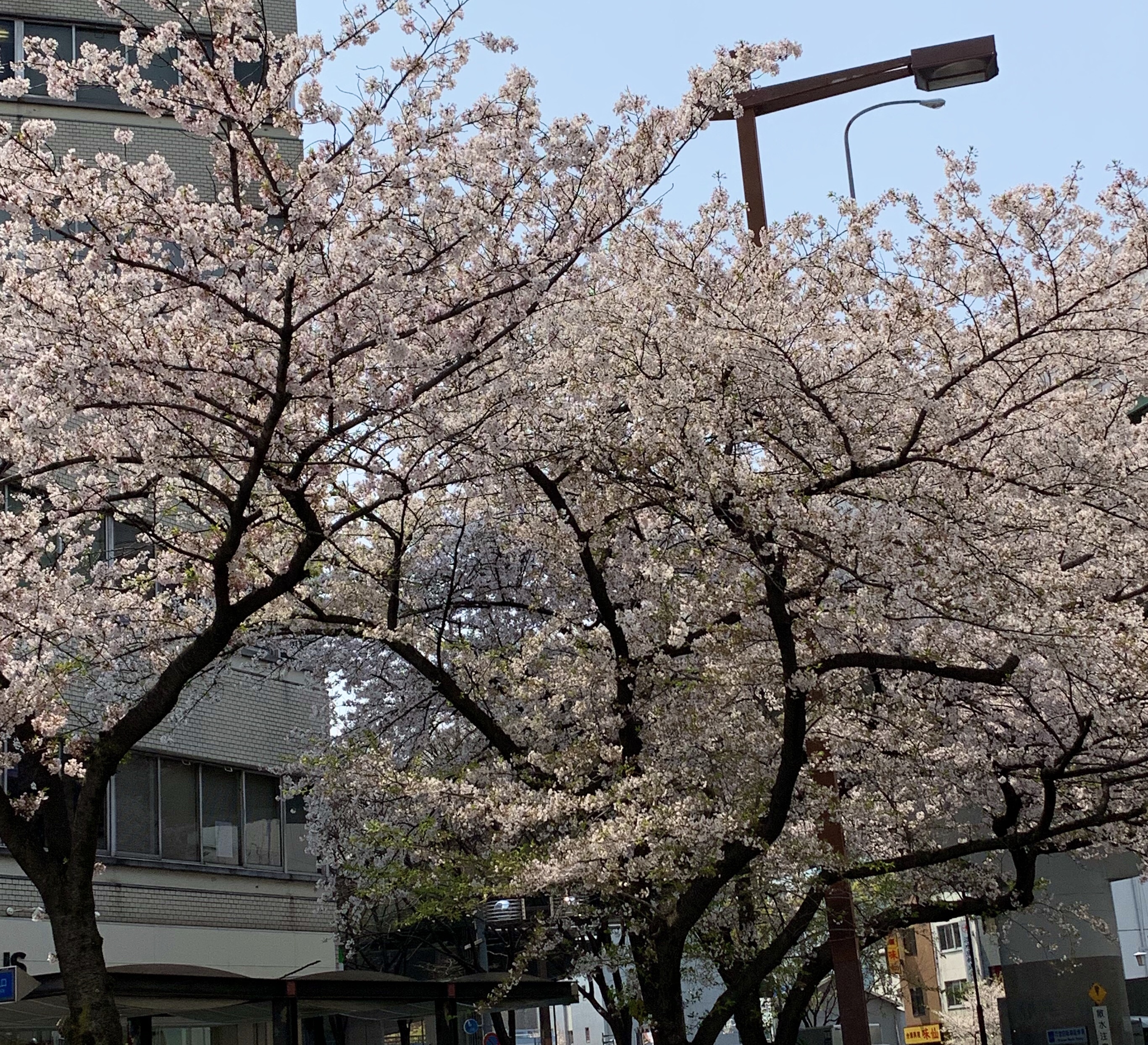今年の桜はとても綺麗です