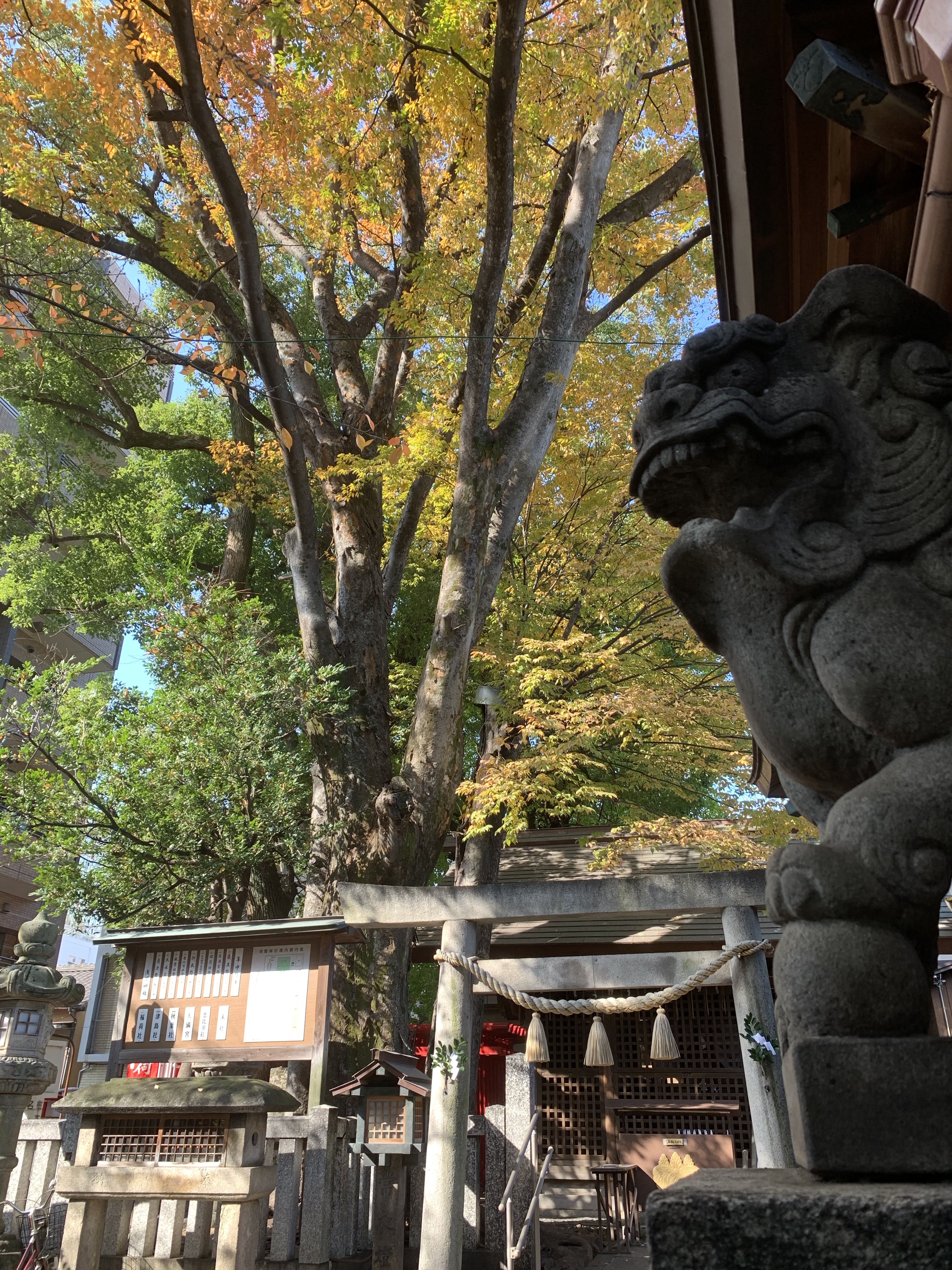 浅間神社の秋